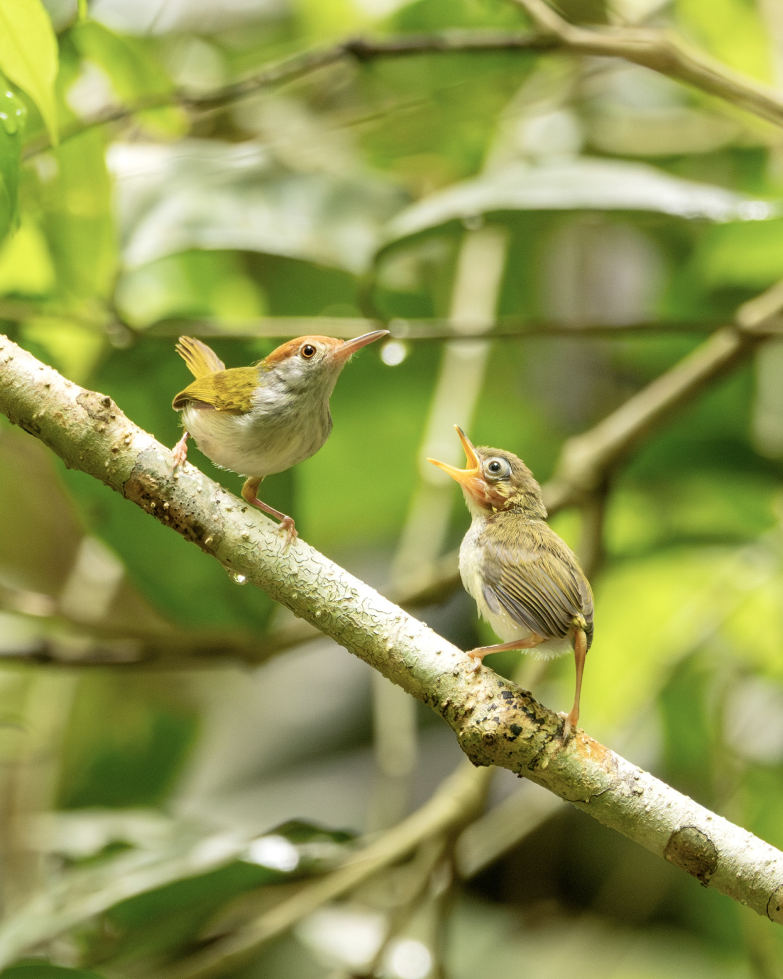 image Common Tailorbird